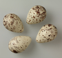 Solitary Sandpiper egg