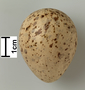Upland Sandpiper egg