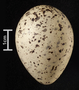 Upland Sandpiper egg