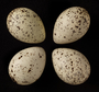 Upland Sandpiper eggs