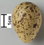 Common Snipe egg