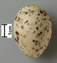 Gull-billed Tern egg