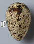 Razorbill egg FMNH