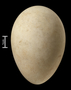 Rhinoceros Auklet egg