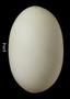 Kiwi egg FMNH