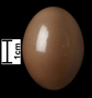 Spotted Nothura egg
