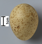 Rock Partridge egg