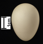 See-see Partridge egg