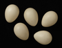 See-see Partridge egg