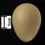 Daurian Partridge egg