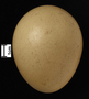 Swinhoe's Pheasant egg