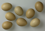 Ring-necked Pheasant egg