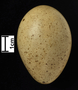 Greater Sage-Grouse egg