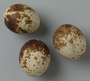 Sharp-shinned Hawk egg