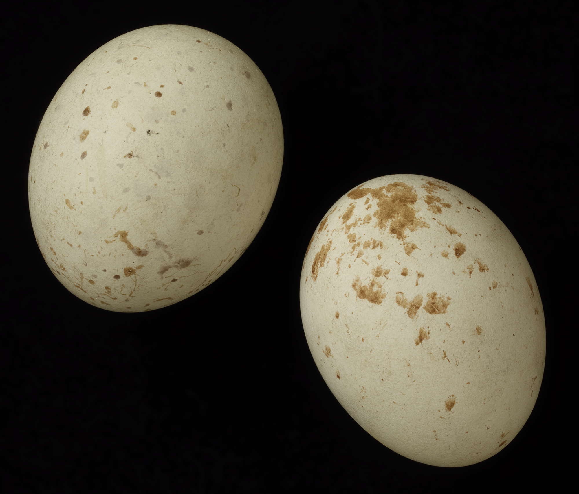 FMNH 1310 Zoological Collections