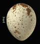 Golden Eagle egg
