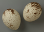 Golden Eagle egg