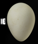 Secretarybird egg FMNH
