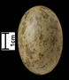 Black-bellied Sandgrouse egg
