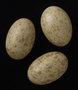 Black-bellied Sandgrouse egg