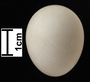 Red-winged Parrot egg