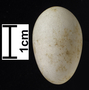 Rosy-faced Lovebird egg