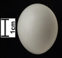 Burrowing Owl egg