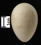 Pale-billed Hornbill egg