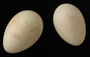 Pale-billed Hornbill egg