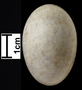 Chuck-will's-widow egg