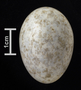 Red-necked Nightjar egg