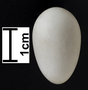 Common Swift egg