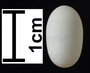 Long-tailed Sylph egg