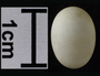 Ruby-throated Hummingbird egg