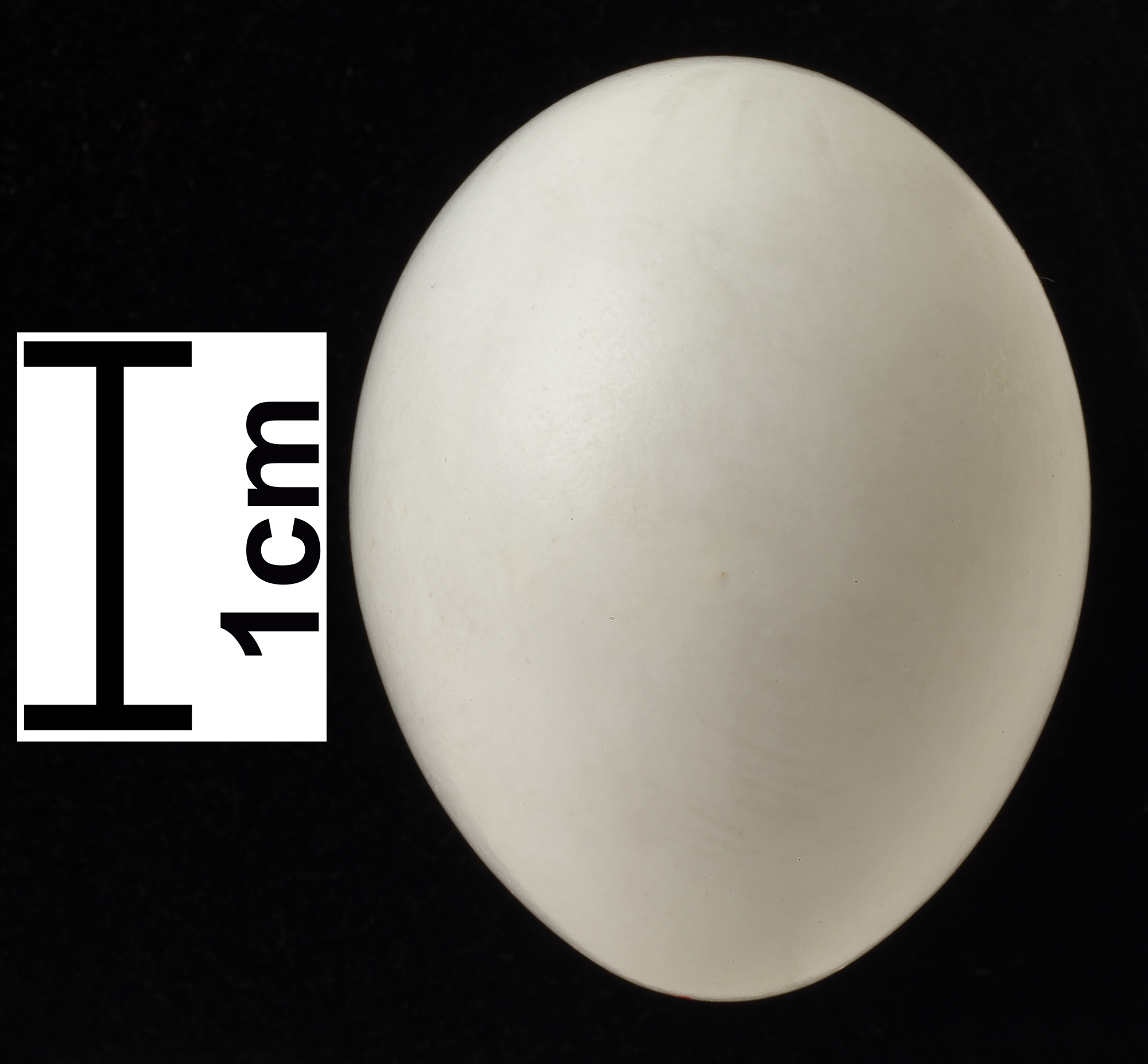 アニュアルバード 2017 egg Pete & Gerry's Eggs, Organic, Brown