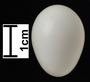 Williamson's Sapsucker egg