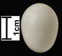 Bennett's Woodpecker egg