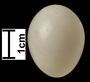 Levaillant's Woodpecker egg