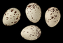 Cassin's Kingbird egg