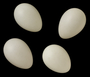 Black-capped Vireo egg