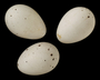 Yellow-throated Vireo egg