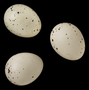 Eurasian Golden-Oriole egg
