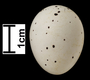 Eurasian Golden-Oriole egg