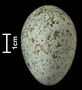 Common Raven egg