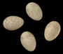 Desert Lark egg