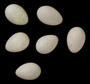 Southern Rough-winged egg