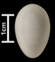 Tree Swallow egg