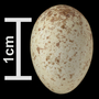 Verdin egg FMNH