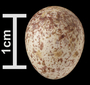 Brown-headed Nuthatch egg