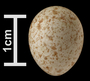 Eurasian Tree-Creeper egg
